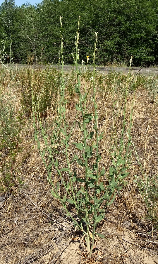 Изображение особи Chondrilla latifolia.