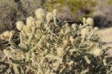 Cylindropuntia ramosissima