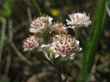 Antennaria dioica. Тычиночные соцветия-корзинки. Украина, Ивано-Франковская обл., Верховинский р-н, окр. села Дземброня, на послелесном горном лугу. 4 июня 2009 г.