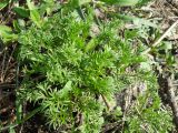 genus Artemisia. Молодые побеги. Украина, г. Киев, лес на восточной окраине. 23.03.2014.