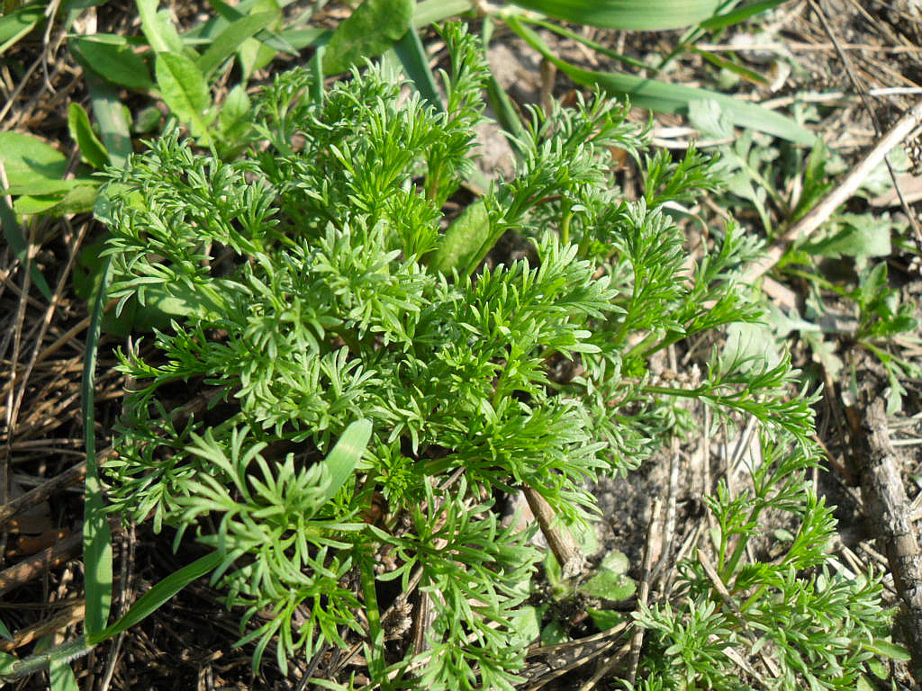 Image of genus Artemisia specimen.