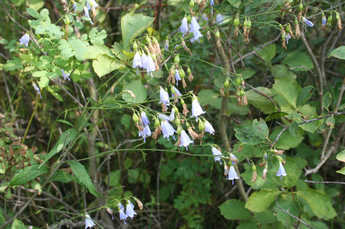 Изображение особи Adenophora liliifolia.