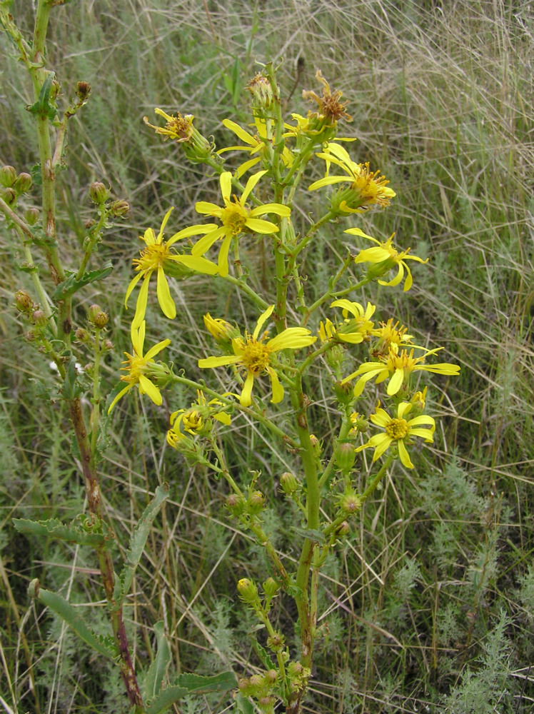 Image of Senecio paucifolius specimen.