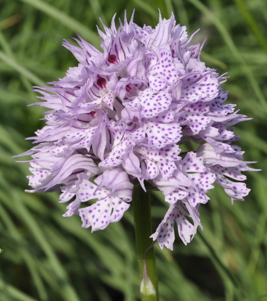 Image of Neotinea tridentata specimen.