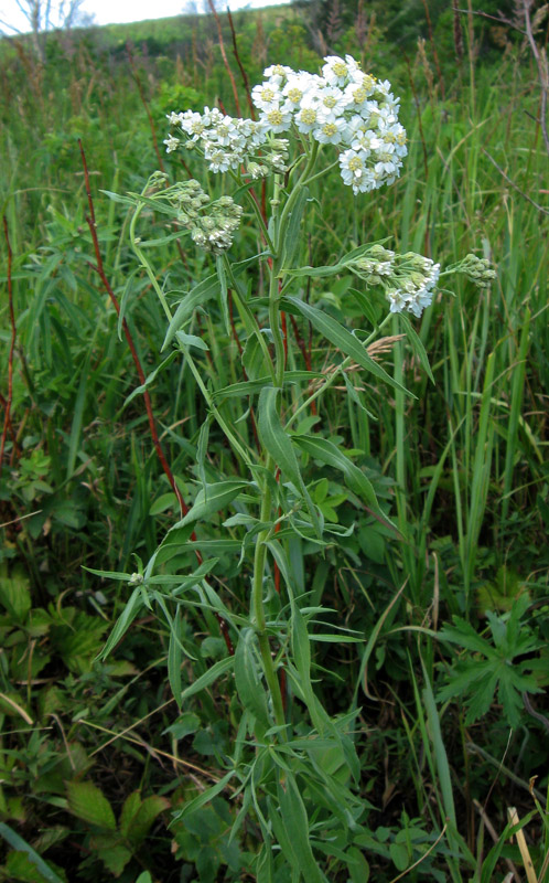 Изображение особи Achillea cartilaginea.