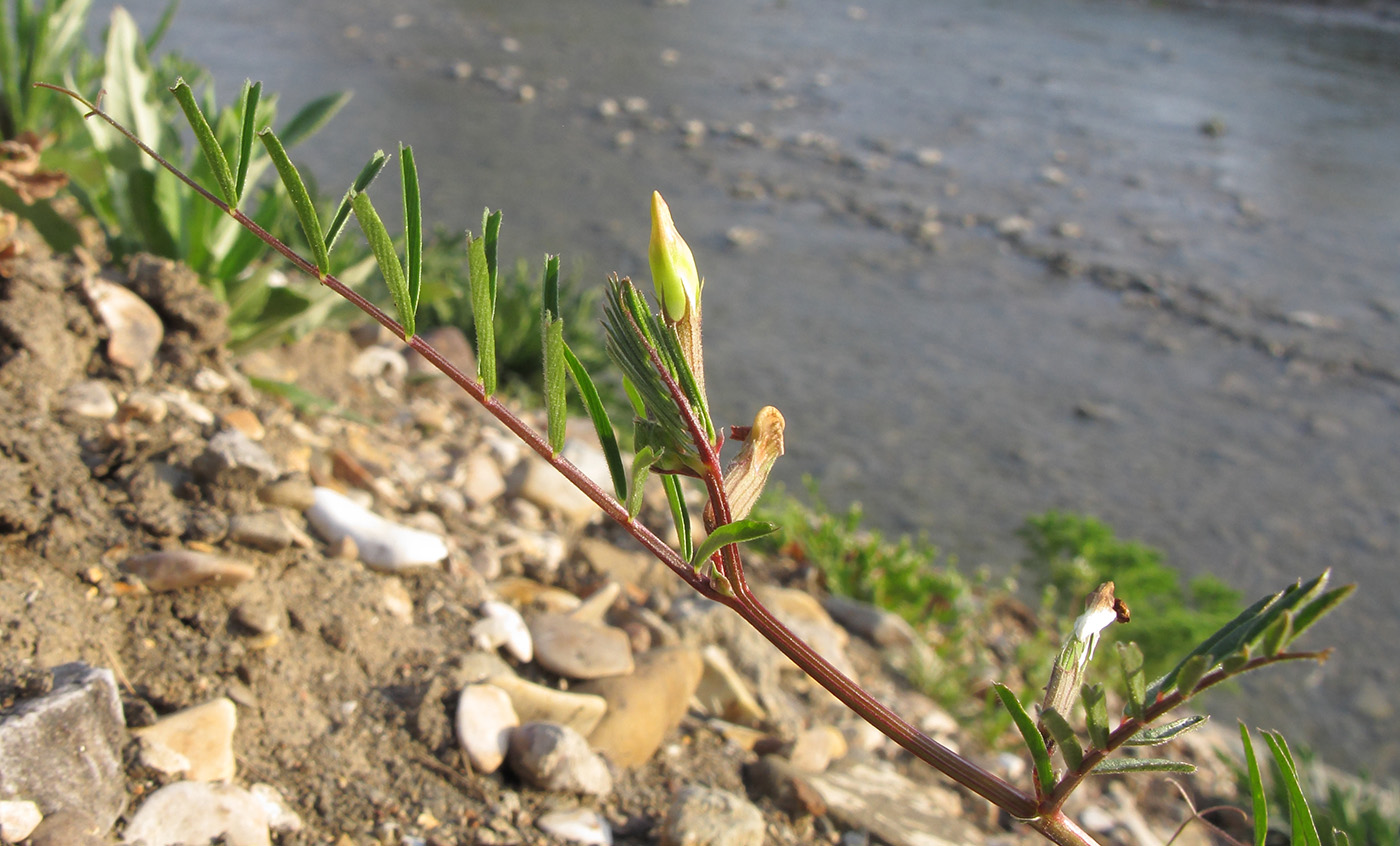 Image of Vicia biebersteinii specimen.