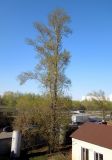 Populus × sibirica. Взрослое дерево. Москва, Новогиреево, промзона. 25.04.2014.