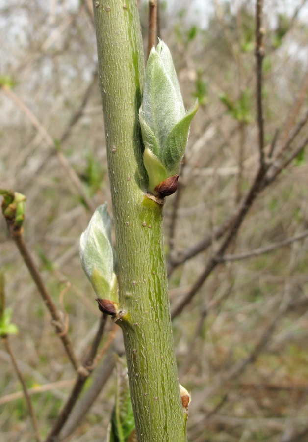 Изображение особи Salix caprea.