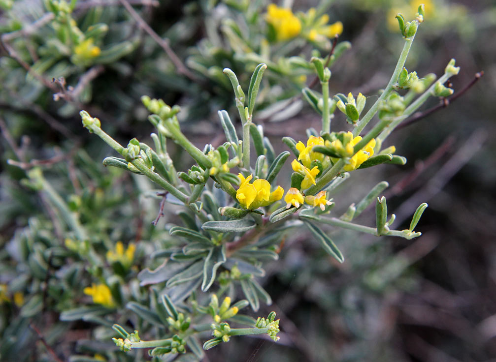 Изображение особи Anthyllis hermanniae.