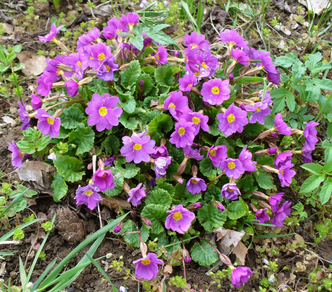 Image of Primula &times; polyantha specimen.
