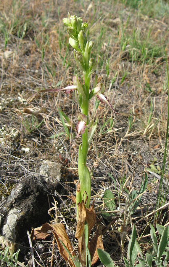 Изображение особи Himantoglossum caprinum.