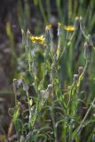 Tragopogon dasyrhynchus. Верхушка цветущего и плодоносящего растения. Крым, Керченский п-ов, Караларская степь. 07.06.2014.