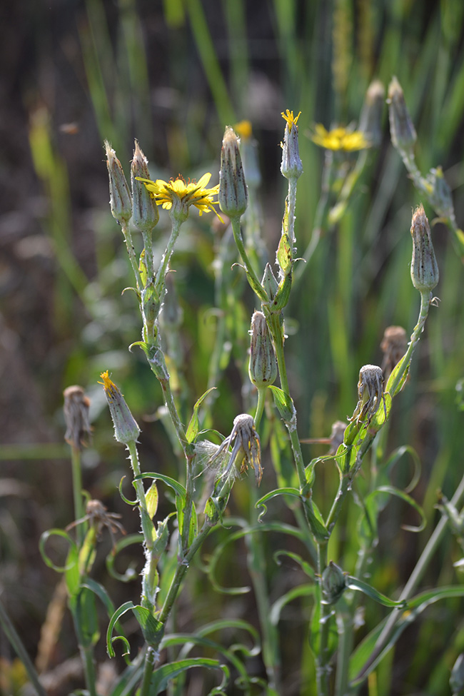 Image of Tragopogon dasyrhynchus specimen.