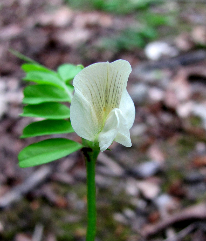Image of Vicia grandiflora specimen.