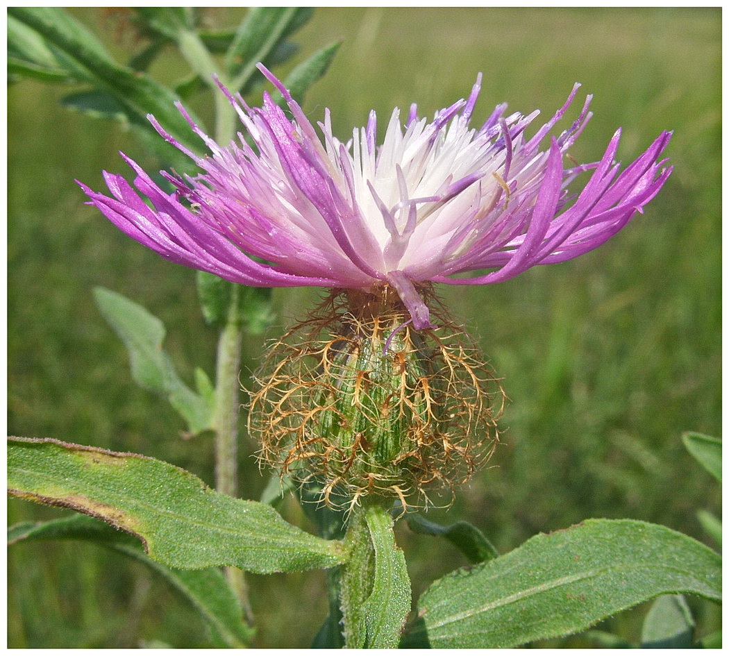 Image of Centaurea trichocephala specimen.