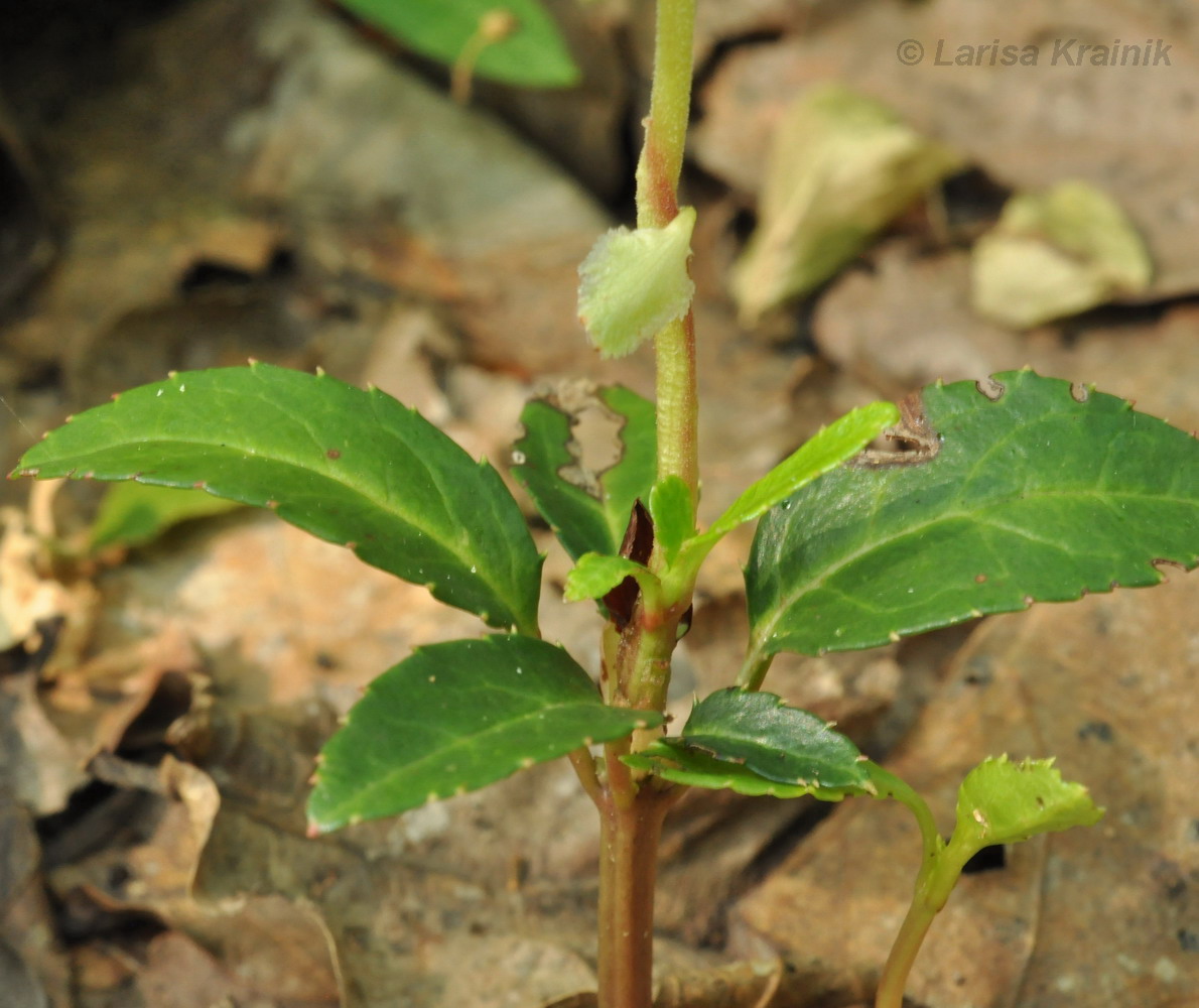 Image of Chimaphila japonica specimen.