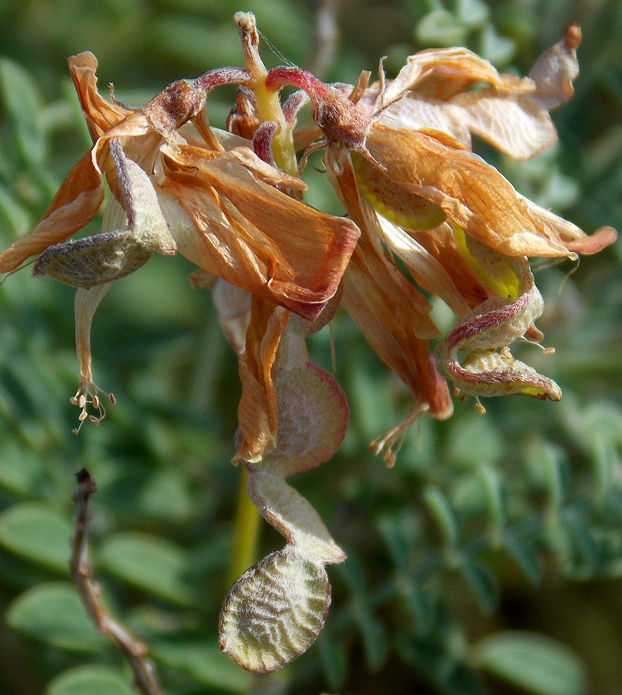 Image of Hedysarum tauricum specimen.