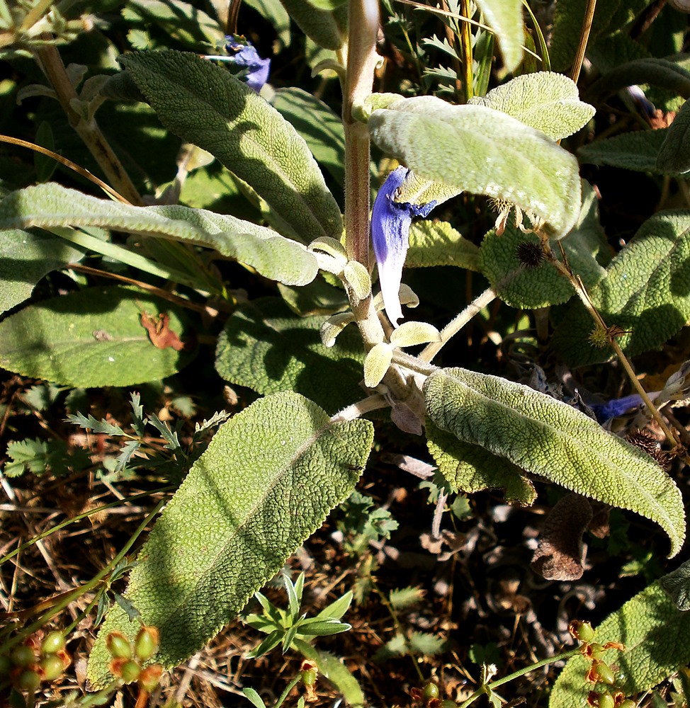 Изображение особи Salvia tomentosa.