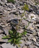Iberis simplex