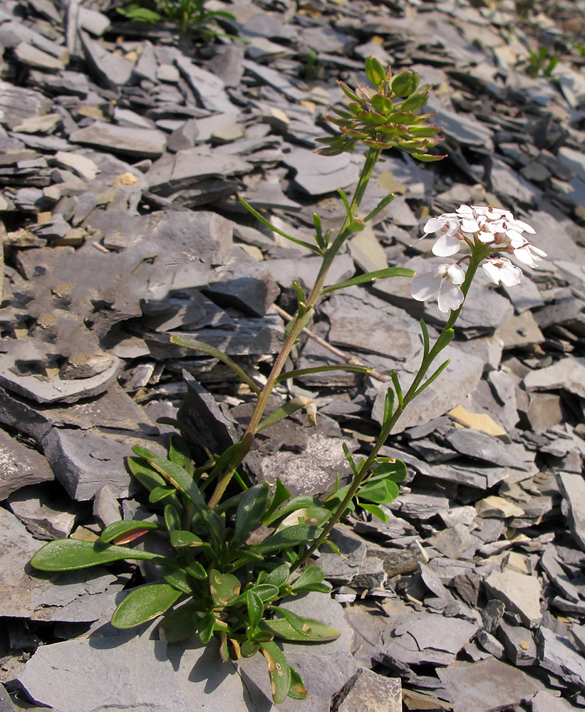 Image of Iberis simplex specimen.