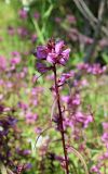 Pedicularis resupinata