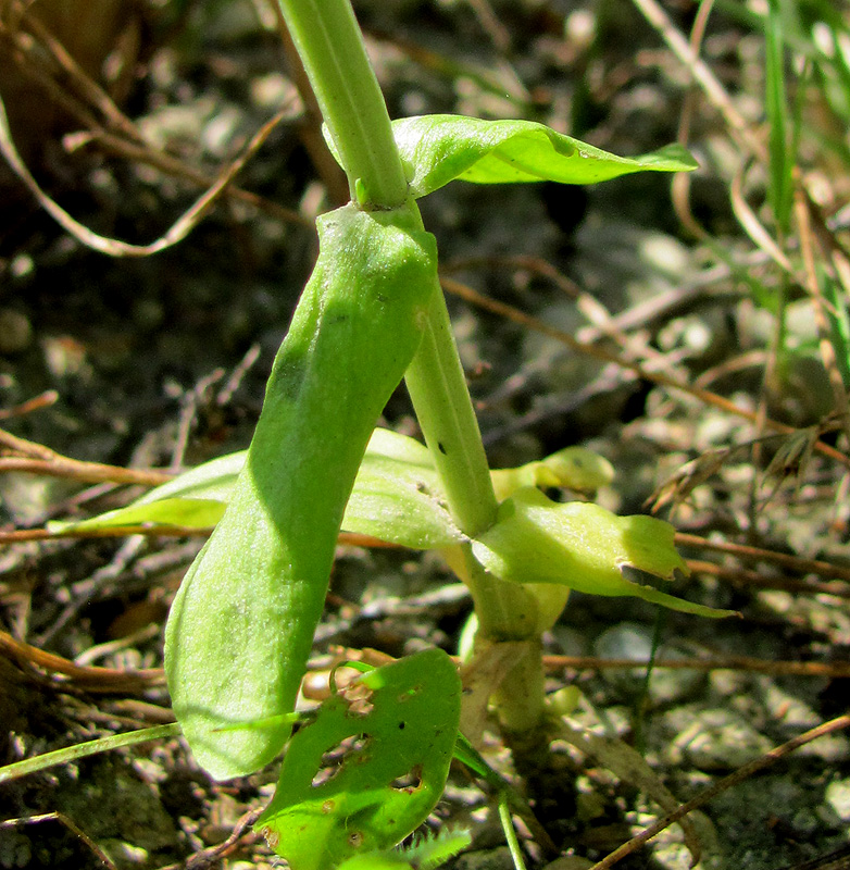 Image of Centaurium spicatum specimen.