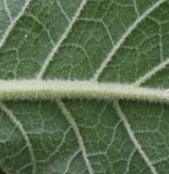 Verbascum marschallianum. Часть листа (нижняя сторона). Ростовская обл., Азовский р-н, окр. пос. Солнечный, склон балки. 18.06.2014.