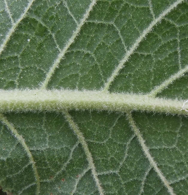 Изображение особи Verbascum marschallianum.