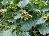 Crataegus sanguinea
