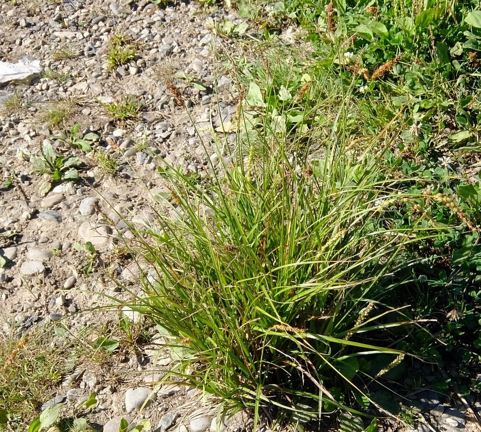 Image of Carex leiorhyncha specimen.