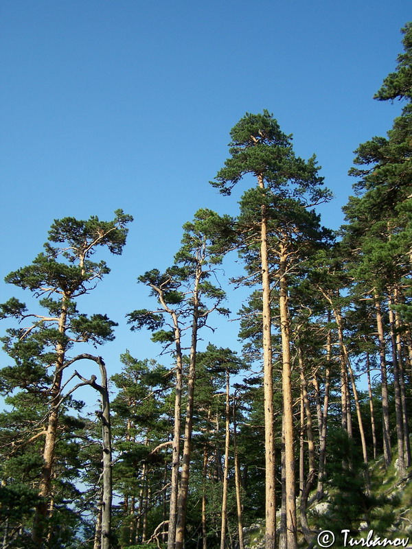 Изображение особи Pinus sylvestris.