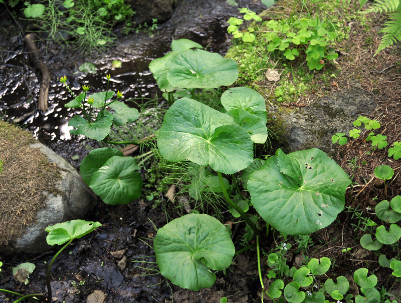 Image of Caltha palustris specimen.