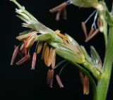 Zea mays. Часть мужского соцветия. Московская обл., Раменский р-н, окр. дер. Хрипань, садовый участок. 16.08.2014.