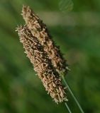 genus Alopecurus. Соцветия. Московская обл., Раменский р-н, окр. ж.-д. платформы Хрипань, просека под ЛЭП. 24.05.2014.