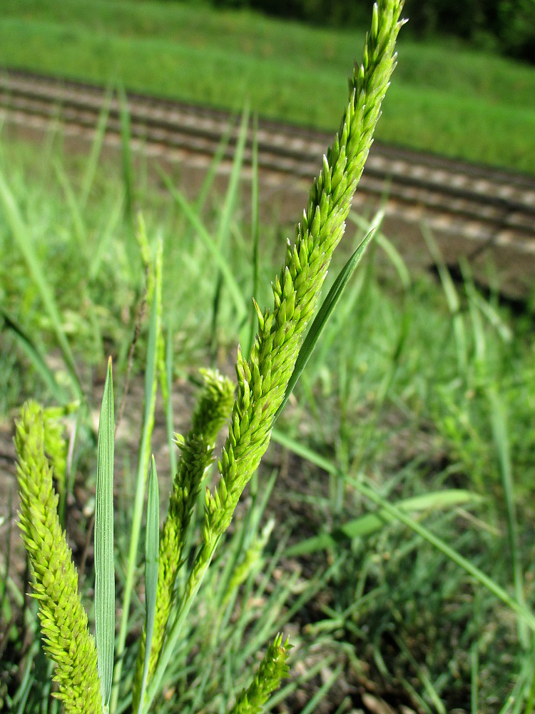 Изображение особи Koeleria glauca.