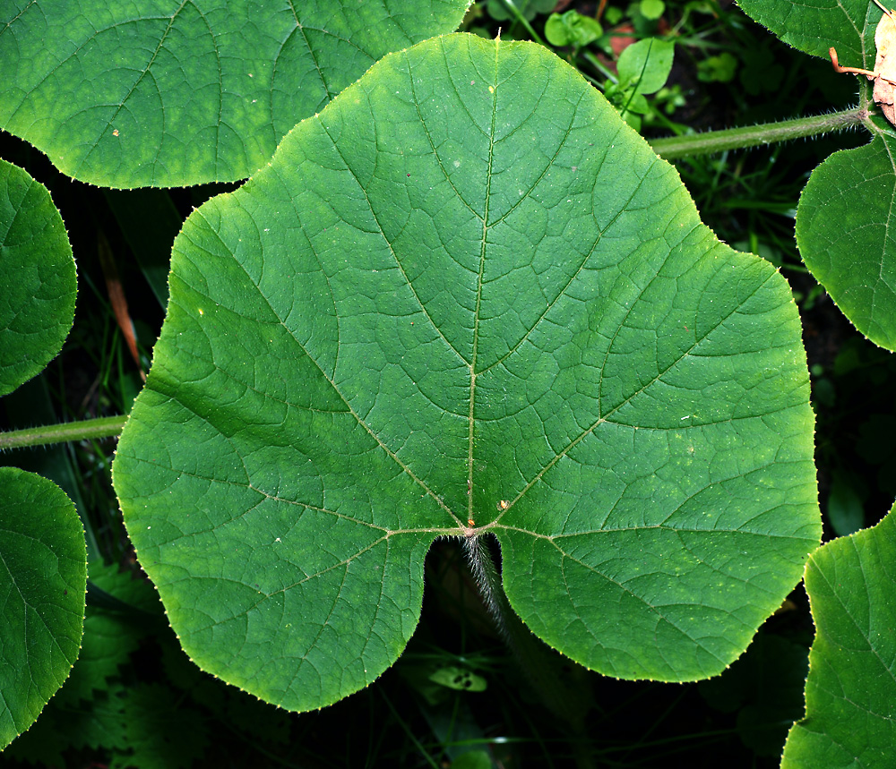 Image of Cucurbita pepo specimen.