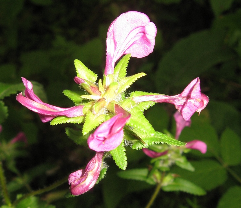 Image of Pedicularis resupinata specimen.