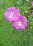 Epilobium hirsutum