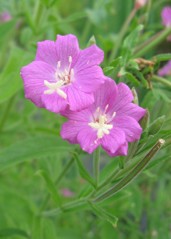 Image of Epilobium hirsutum specimen.
