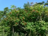 Sambucus kamtschatica