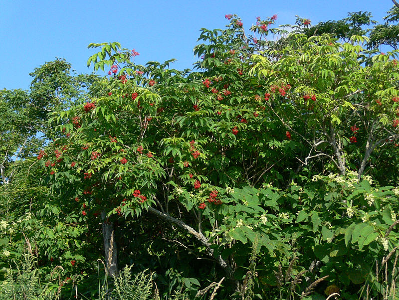 Изображение особи Sambucus kamtschatica.