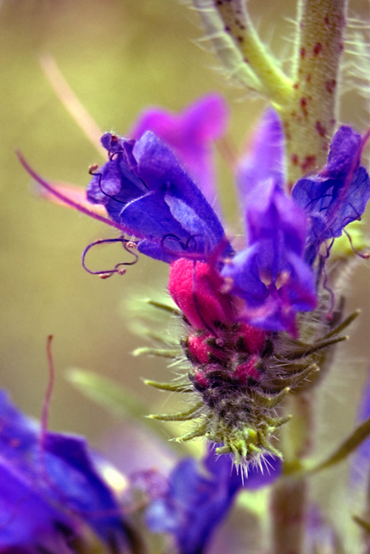 Изображение особи Echium vulgare.