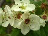 Crataegus submollis