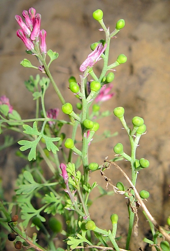 Изображение особи Fumaria officinalis.