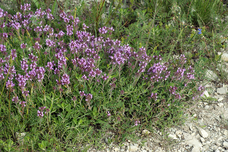 Изображение особи Thymus markhotensis.