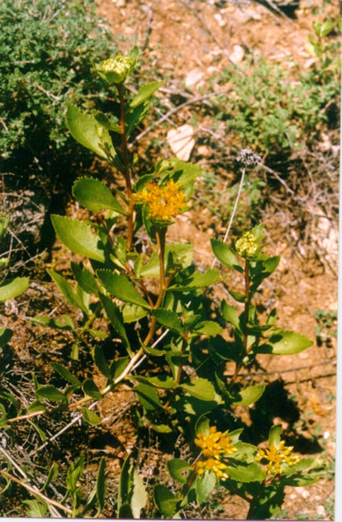 Image of Aizopsis aizoon specimen.