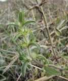 Sideritis montana