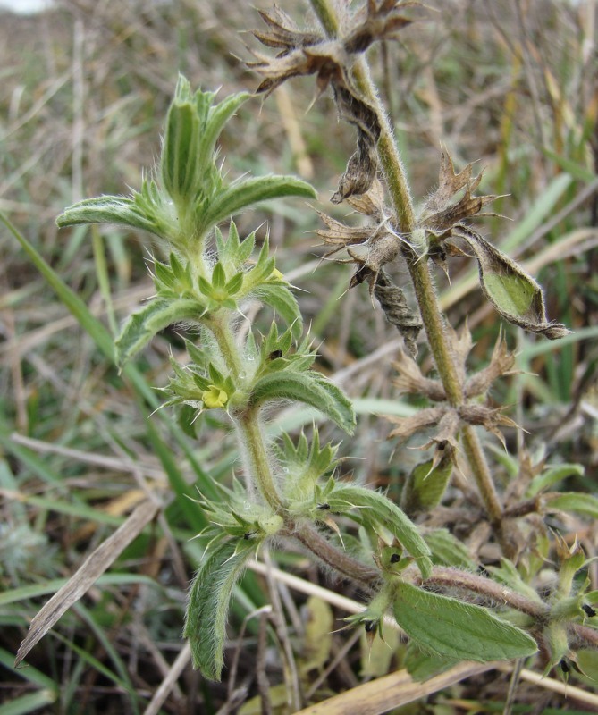 Image of Sideritis montana specimen.