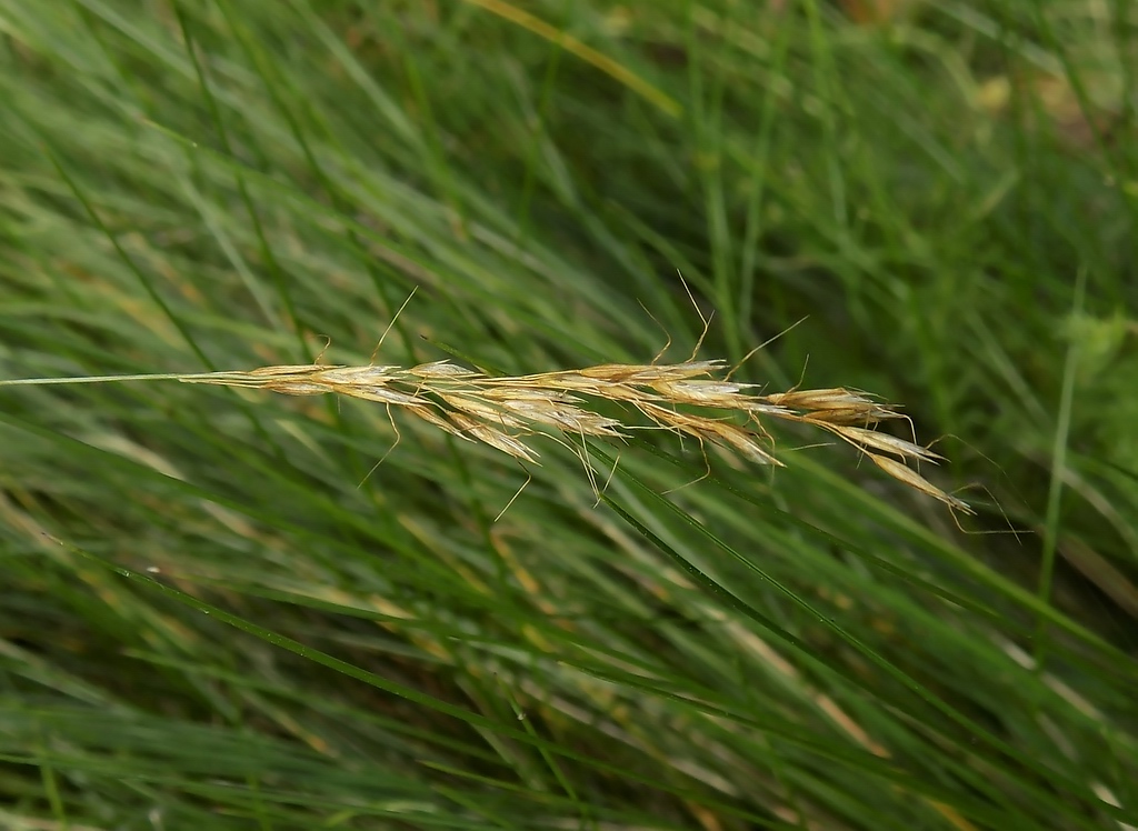 Изображение особи Trisetum flavescens.