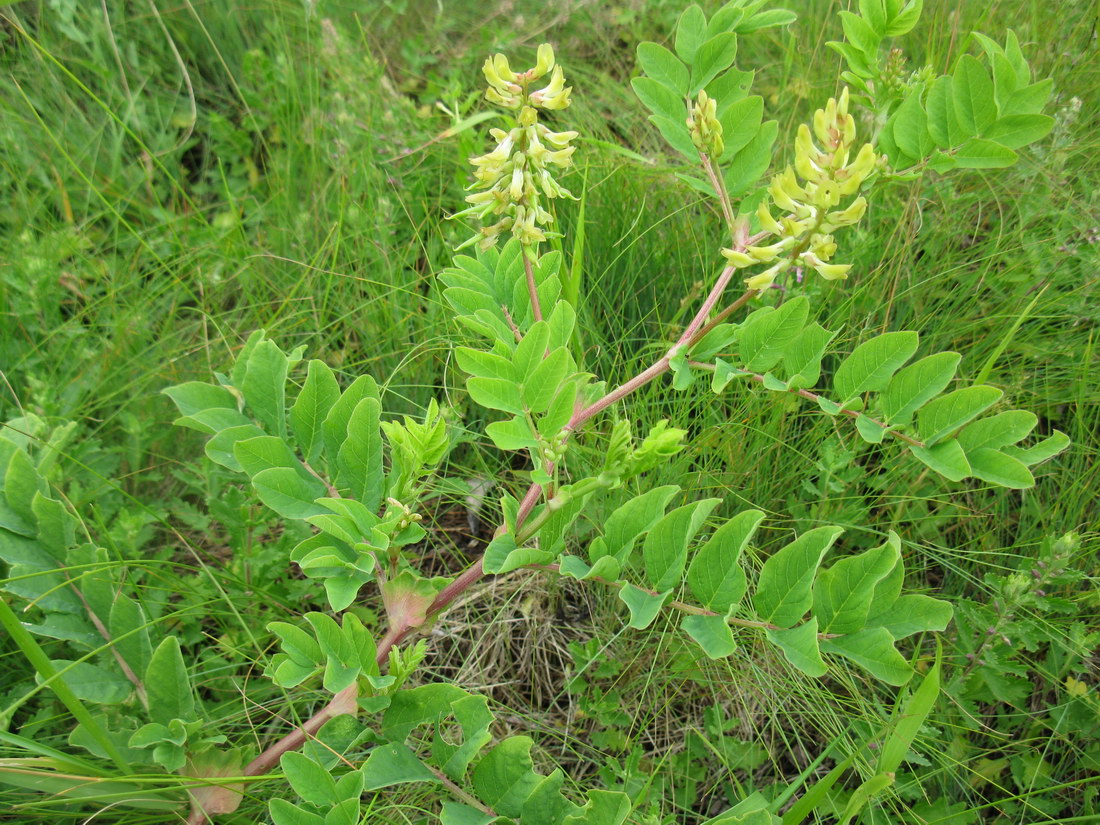 Изображение особи Astragalus glycyphyllos.